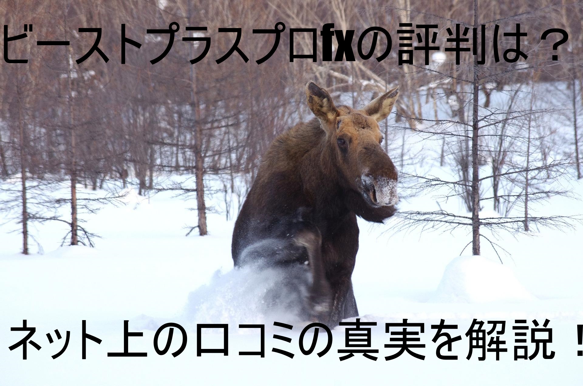 ビーストプラスプロfxの評判は？ネット上の口コミの真実を解説！｜自動売買で増やす月プラス10万円生活